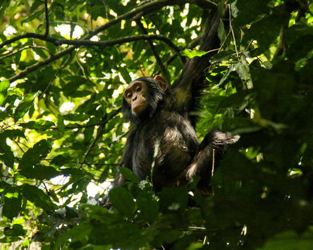 A Chimp’s Day, Gorillas & Lions