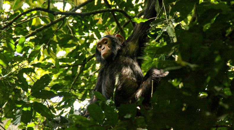 Chimpanzee in the rainforest of Kibale National Park, Uganda Chimpanzee in the rainforest of Kibale National Park, Uganda