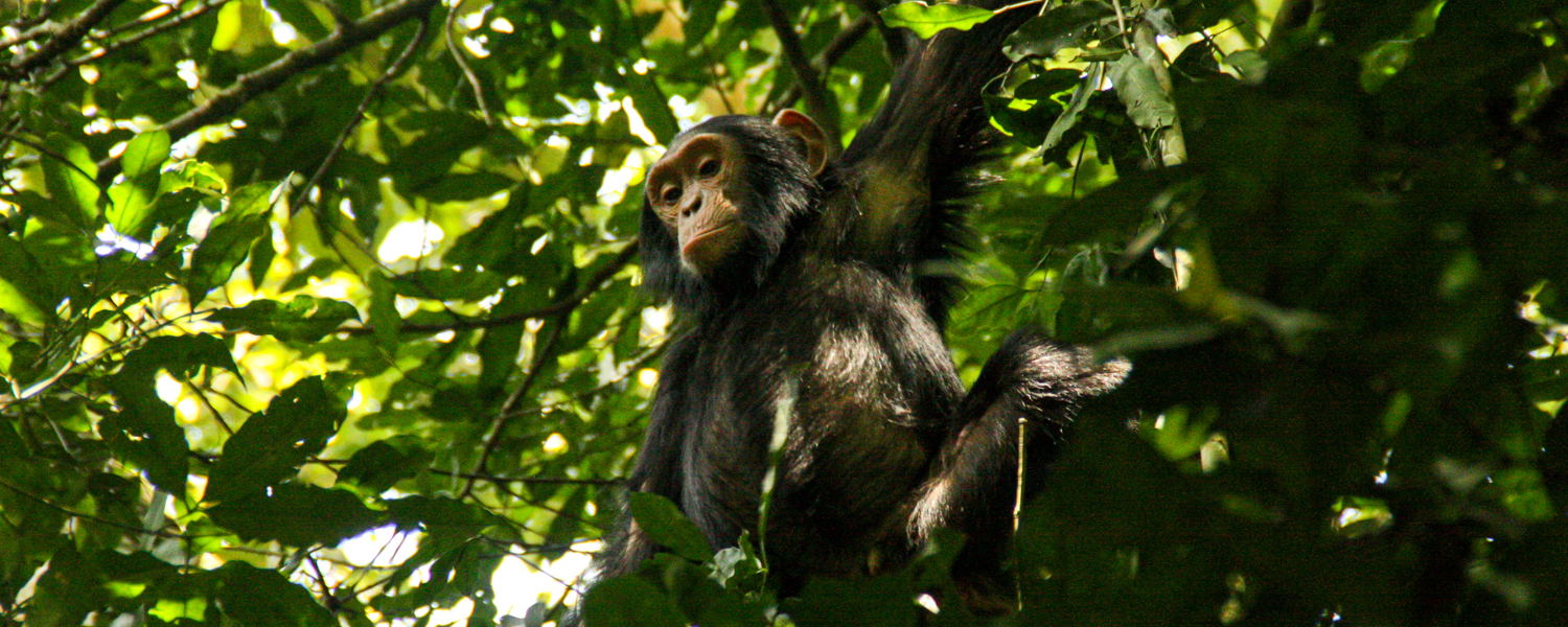 Chimpanzee in the rainforest of Kibale National Park, Uganda