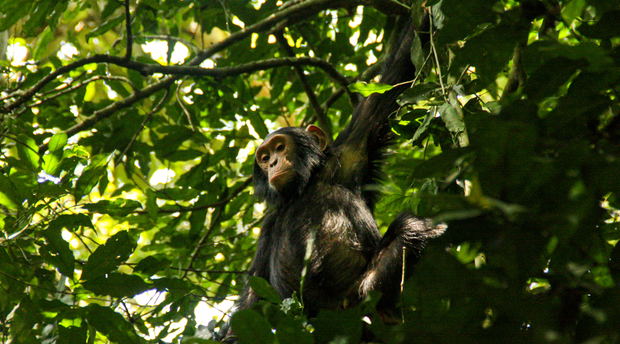 Chimpanzee in the rainforest of Kibale National Park, Uganda Chimpanzee in the rainforest of Kibale National Park, Uganda