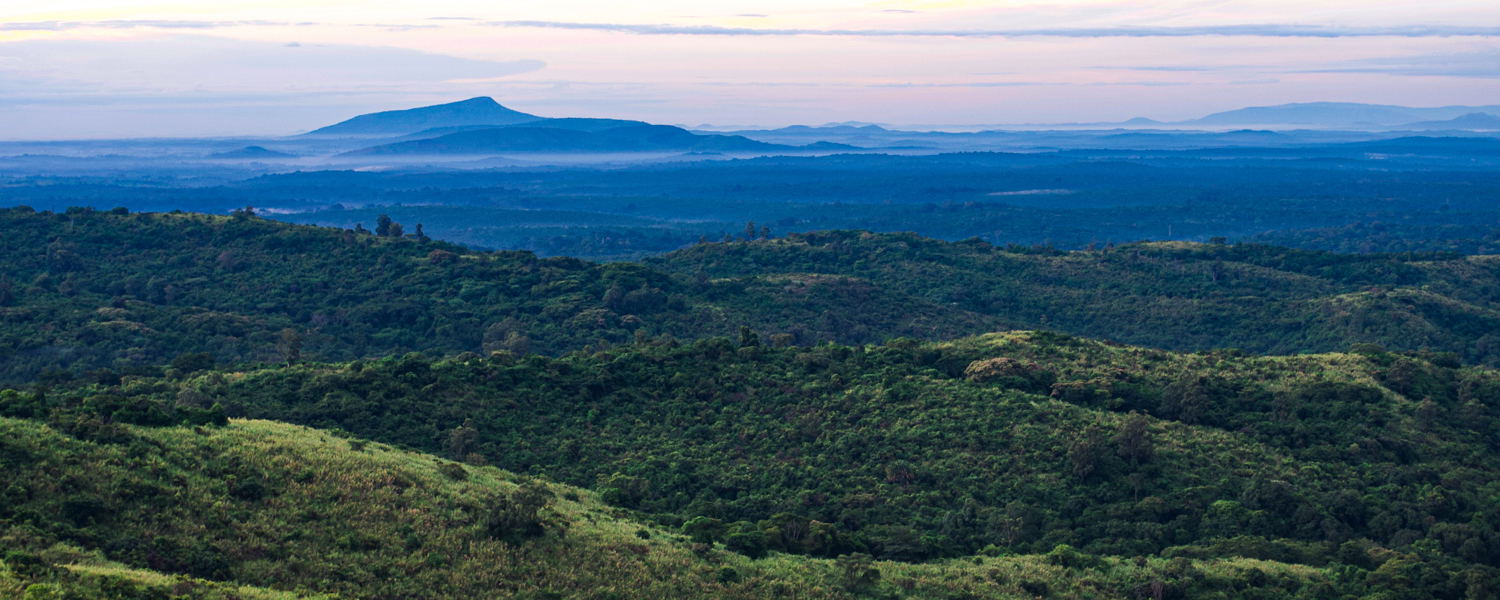 Kibale Chimpanzee Forest National Park Uganda Safari