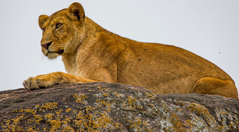 Lion on a rock in Kidepo Valley National Park, Uganda