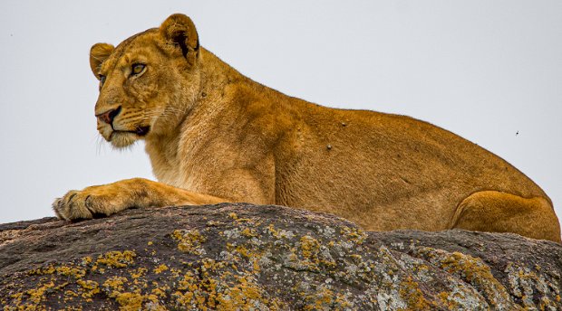 Lion on a rock in Kidepo Valley National Park, Uganda