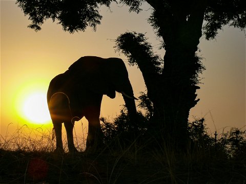 Elephant grazing at sunrise, Uganda.