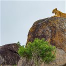 A lion atop a rocky outcrop, Kidepo Valley National Park, Uganda