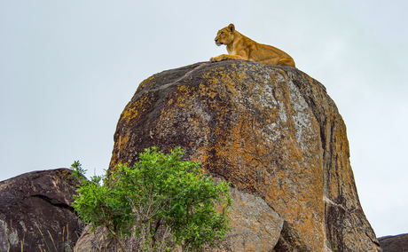A lion atop a rocky outcrop, Kidepo Valley National Park, Uganda A lion atop a rocky outcrop, Kidepo Valley National Park, Uganda