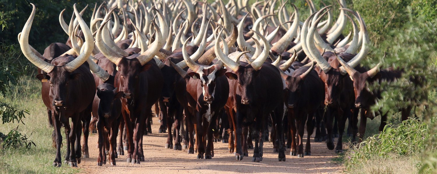 Ankole-Cows-Cattle-Lake-Mburo-Uganda