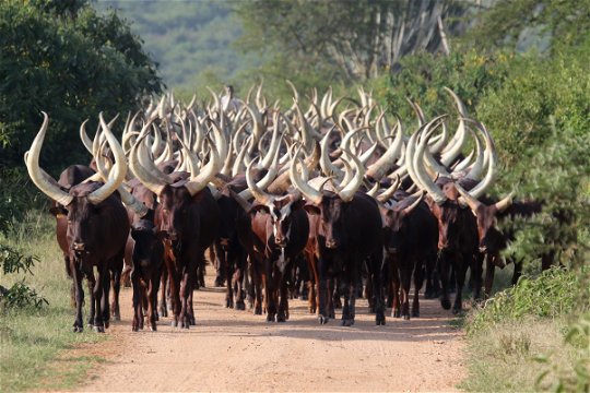 Ankole-Cows-Cattle-Lake-Mburo-Uganda