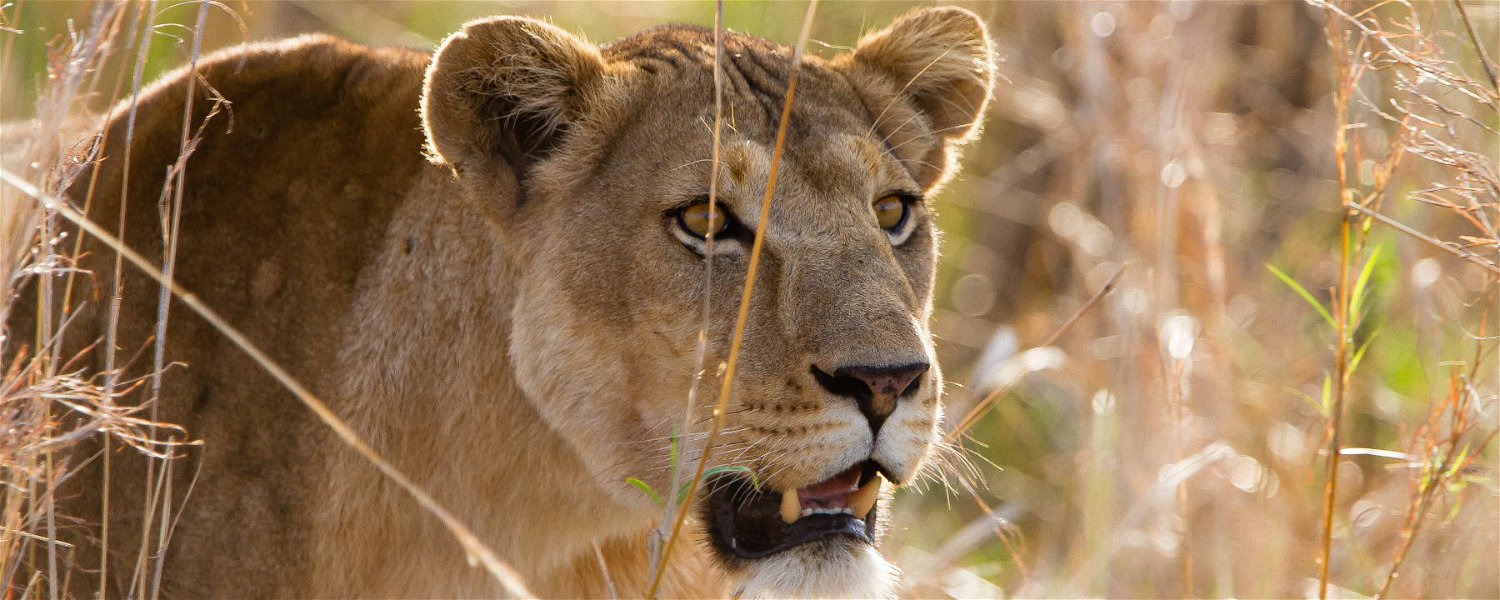 Lioness on the hunt in Kidepo Valley National Park, Uganda