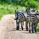 Zebras in Lake Mburo National Park, Uganda