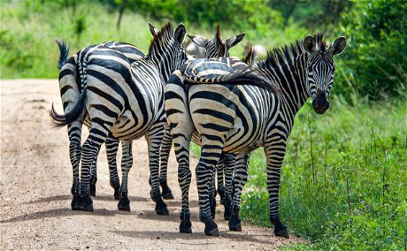Zebras in Lake Mburo National Park, Uganda