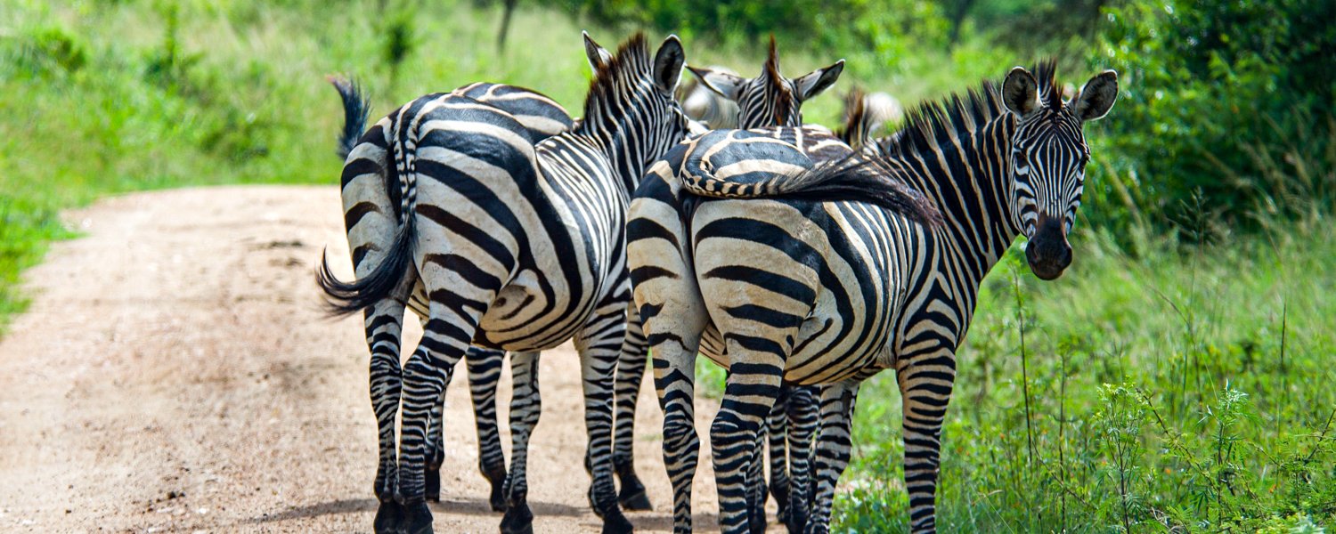 Zebras in Lake Mburo National Park, Uganda