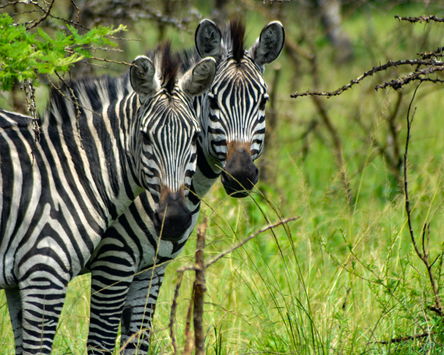 Lake Mburo Weekend Getaway