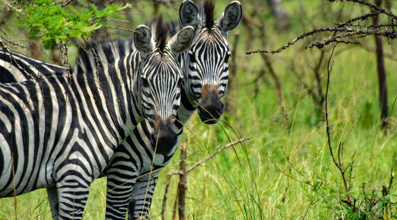 Zebras in Lake Mburo National Park, Uganda Zebras in Lake Mburo National Park, Uganda