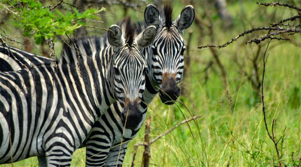 Zebras in Lake Mburo National Park, Uganda