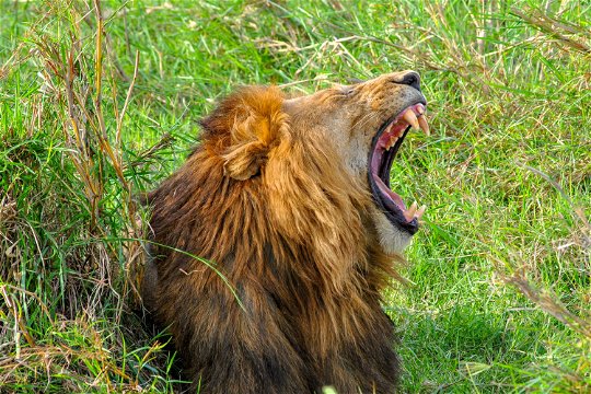 Lion, yawning on the savannah, Uganda