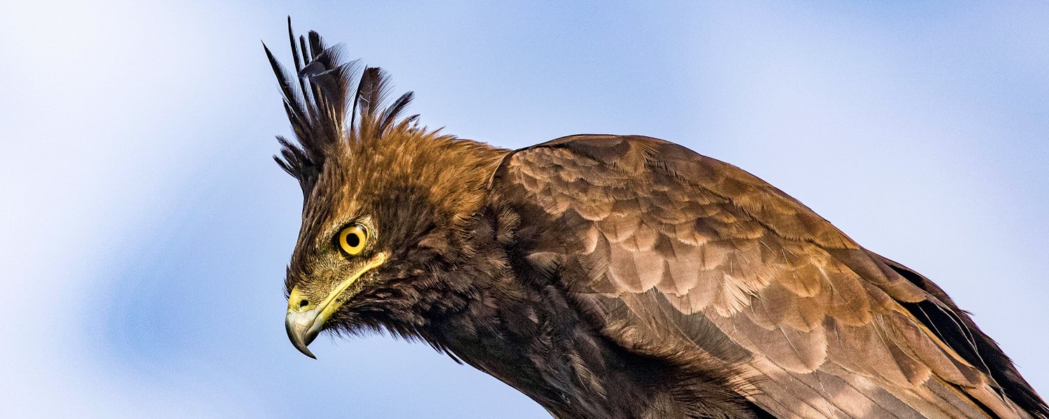 Bird-Long-Crested-Eagle-Kampala-Uganda