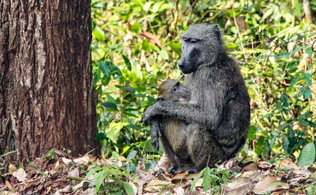 A Baboon in Kaniyo Pabidi Forest at Murchison Falls National Park, Uganda A Baboon in Kaniyo Pabidi Forest at Murchison Falls National Park, Uganda