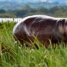 Hippo on the river Nile in Murchison Falls National Park, Uganda