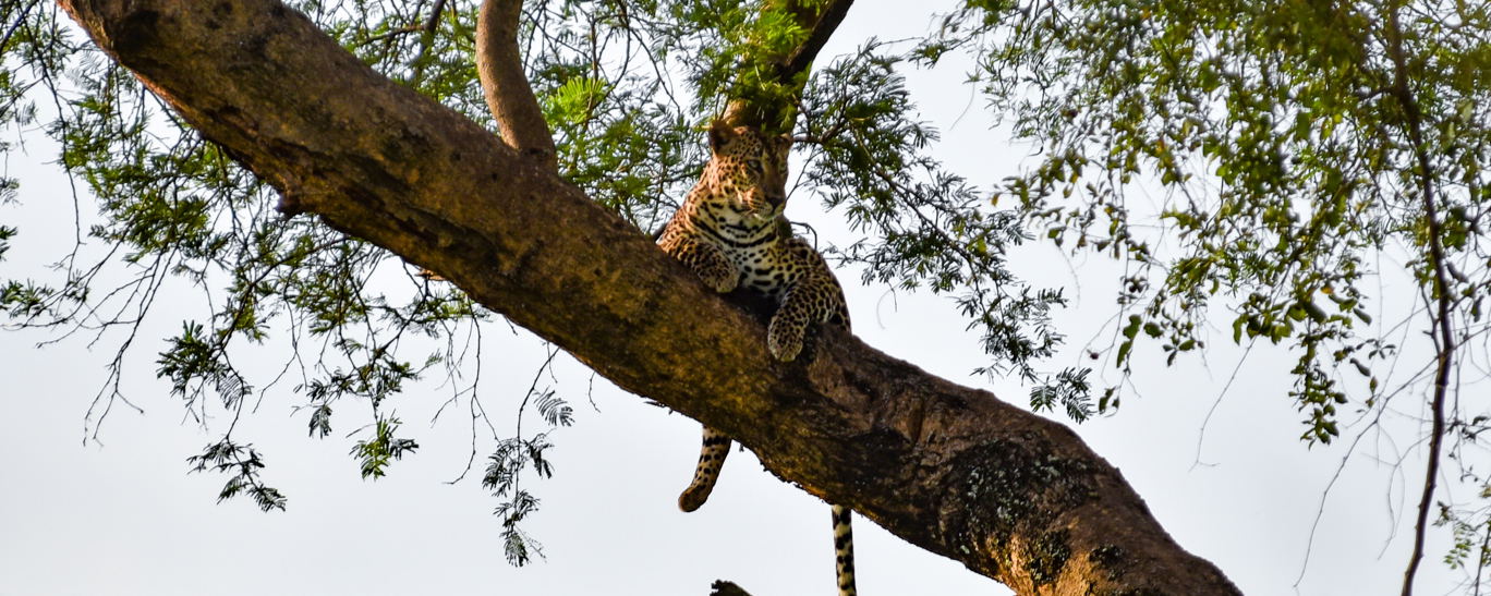 A leopard in Murchison Falls National Park, Uganda 