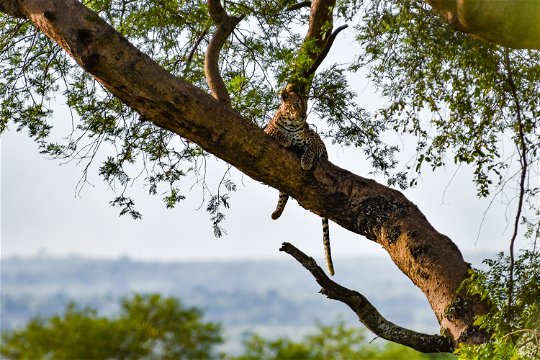 A leopard in Murchison Falls National Park, Uganda 