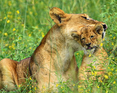 The Big Five In 4 Days 