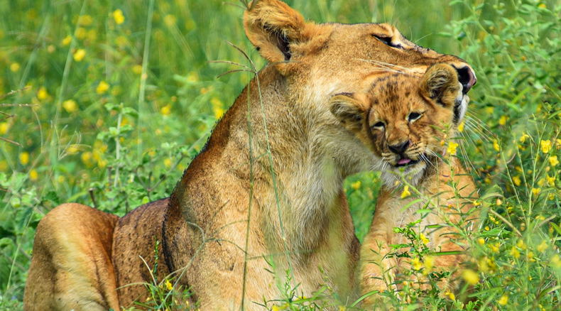 A lioness and her cub in Murchison Falls National Park, Uganda A lioness and her cub in Murchison Falls National Park, Uganda