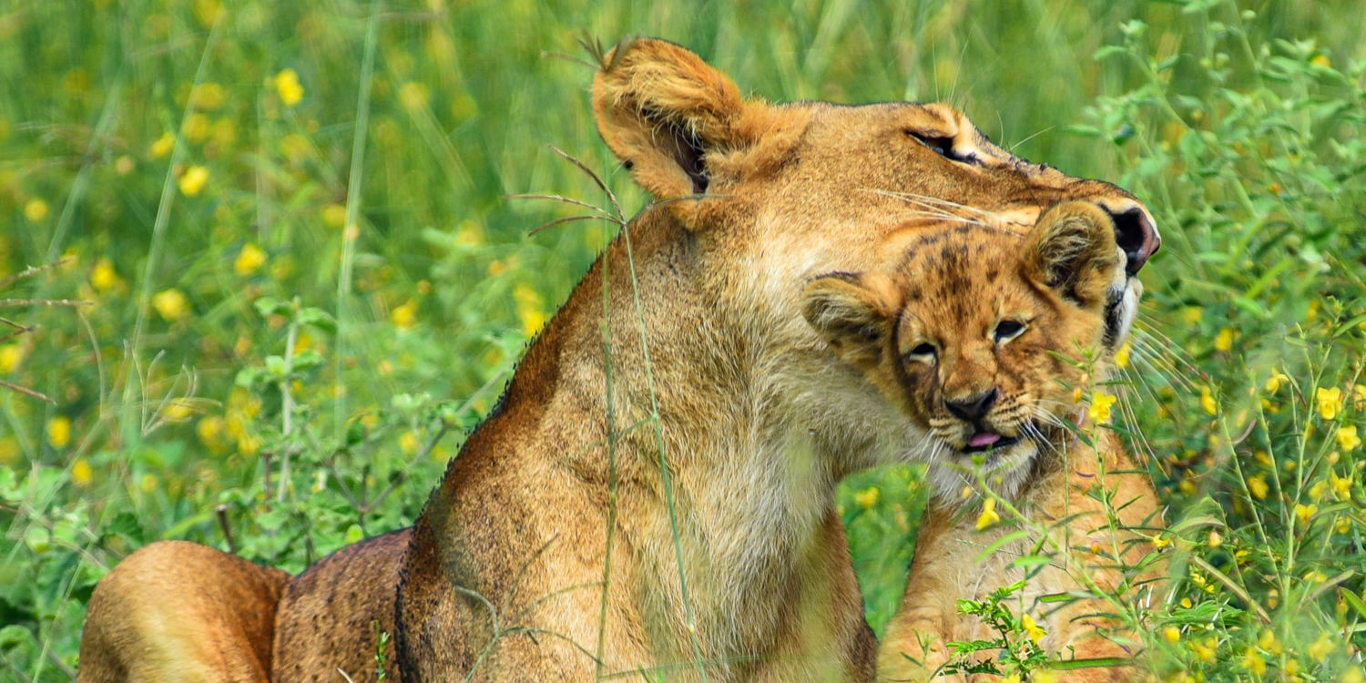 A lioness and her cub in Murchison Falls National Park, Uganda