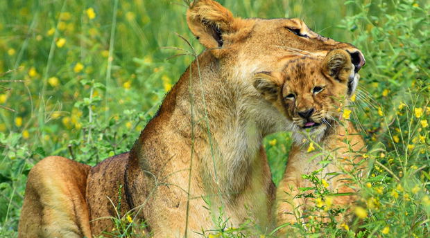 A lioness and her cub in Murchison Falls National Park, Uganda