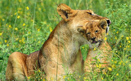 A lioness and her cub in Murchison Falls National Park, Uganda