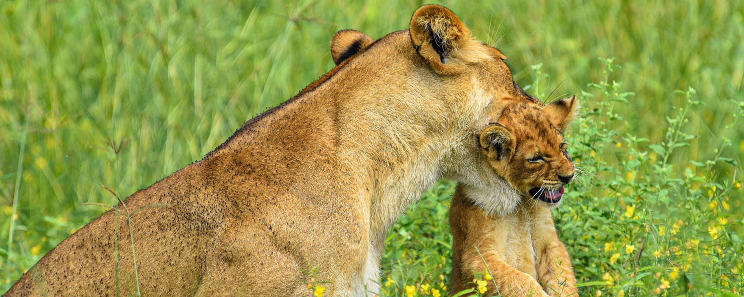 Lioness and Cub in Murchison Falls National Park, Uganda