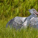 Bird-Shoebill-Nile-Delta-Murchison-Falls-Uganda
