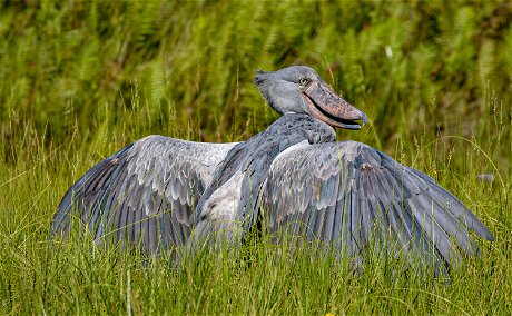 Bird-Shoebill-Nile-Delta-Murchison-Falls-Uganda Bird-Shoebill-Nile-Delta-Murchison-Falls-Uganda