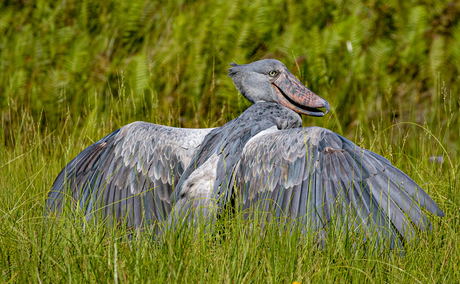 Bird-Shoebill-Nile-Delta-Murchison-Falls-Uganda Bird-Shoebill-Nile-Delta-Murchison-Falls-Uganda