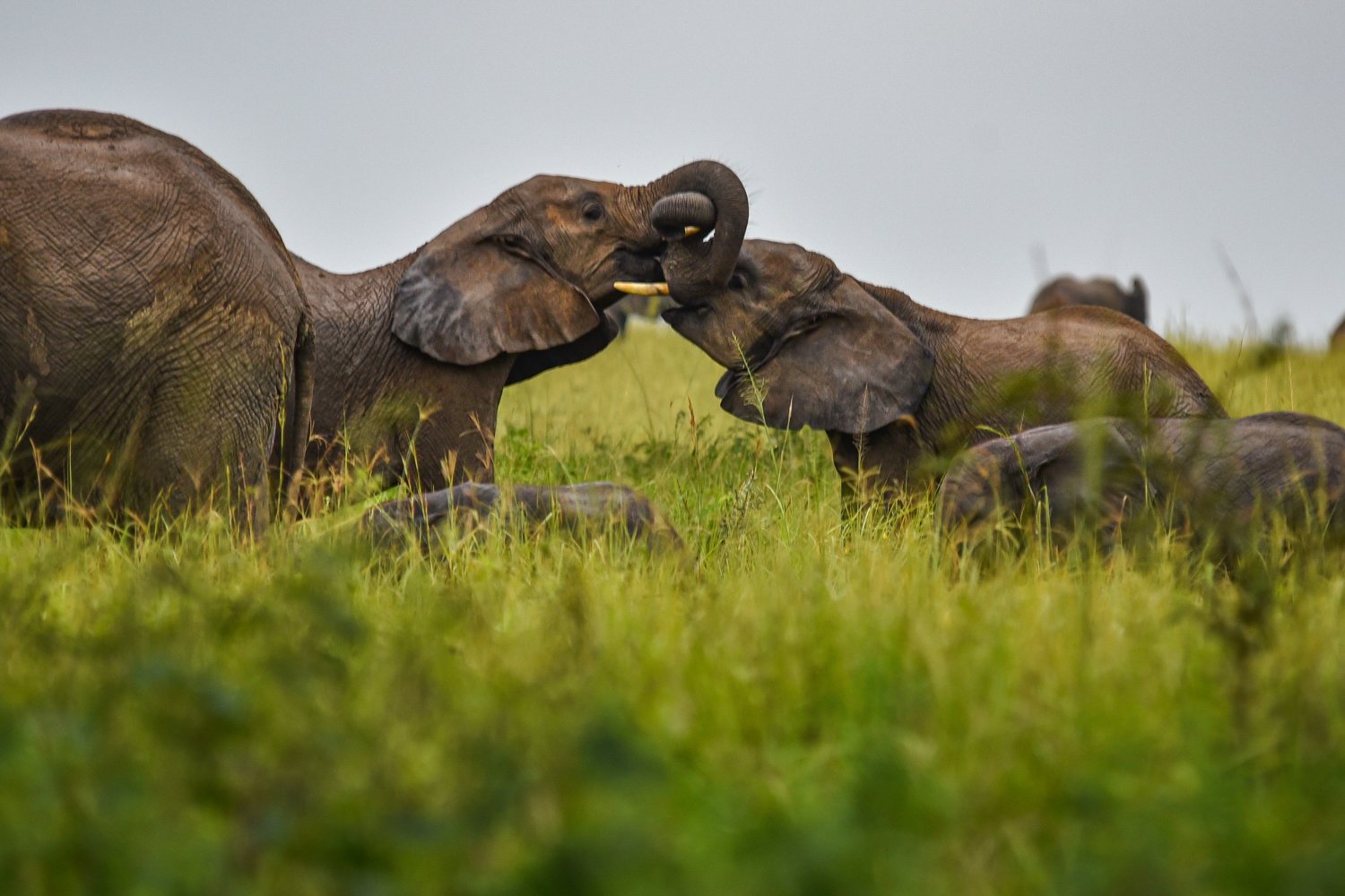 Elephant playing in Murchison Falls National Park, Uganda