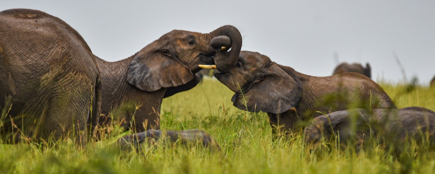 Elephant playing in Murchison Falls National Park, Uganda