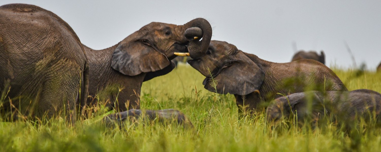 Elephant playing in Murchison Falls National Park, Uganda