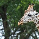 A Giraffe in Murchison Falls National Park, Uganda