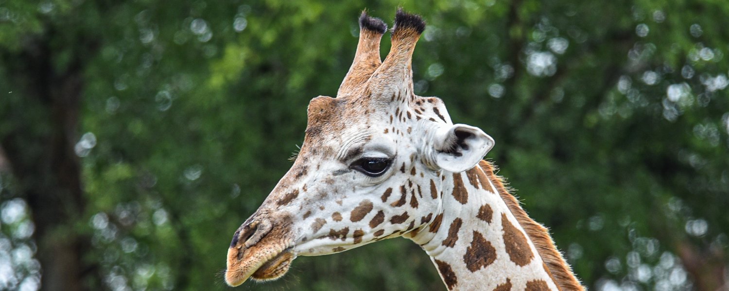 A Giraffe in Murchison Falls National Park, Uganda
