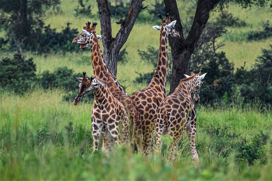 Giraffes on the Buligi Tracks in Murchison Falls National Park, Uganda