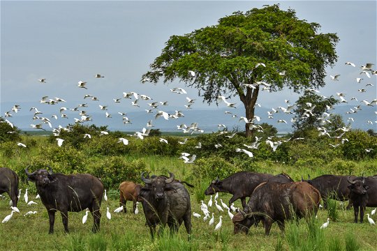 Buffalo and Egrets in Murchison Falls National Park, Uganda