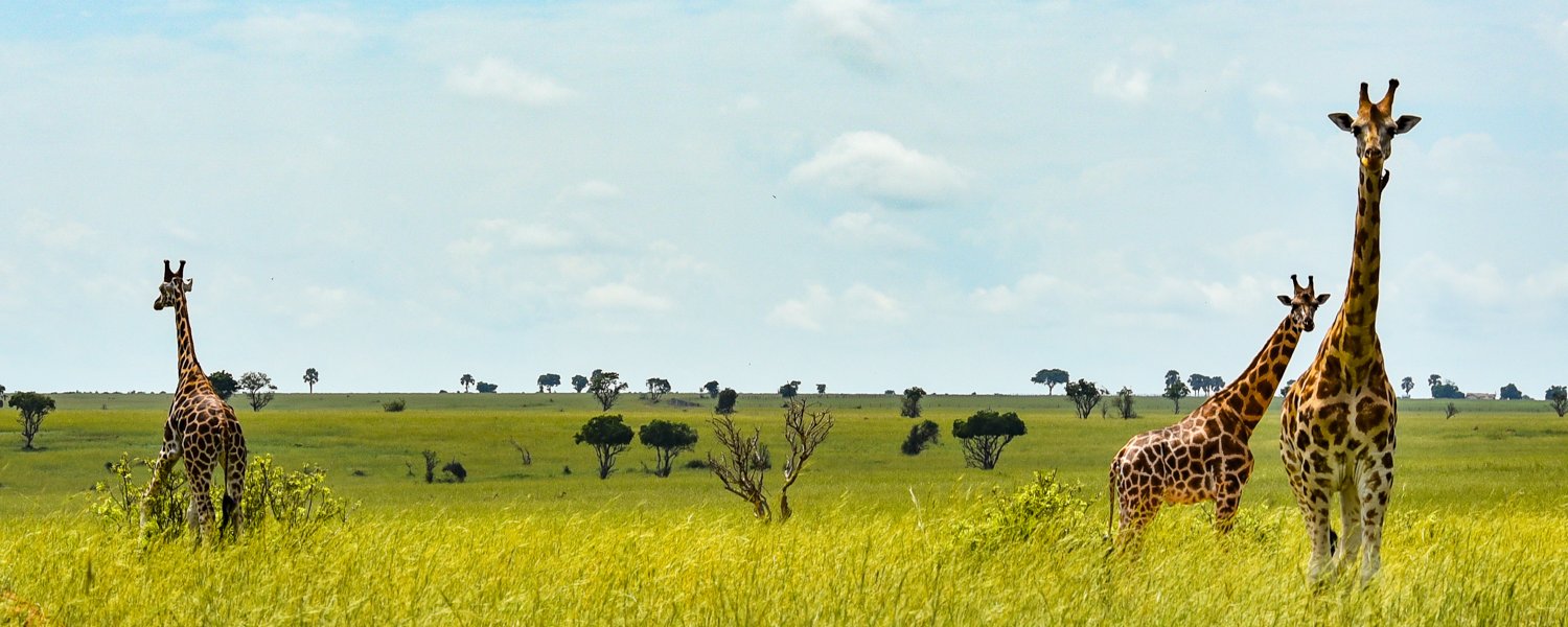 Giraffes on the savannah of Murchison Falls National Park, Uganda