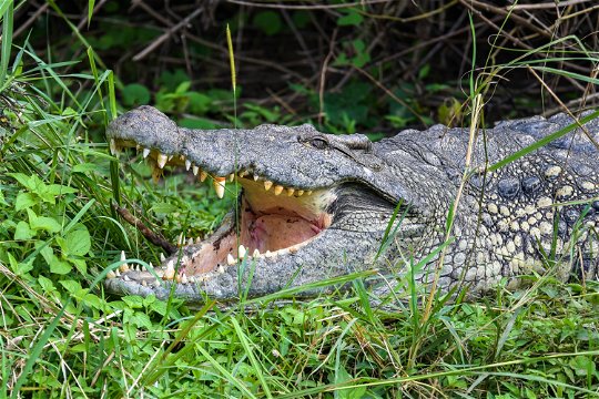 A Crocodile on the Kazinga Channel in Queen Elizabeth National Park, Uganda 