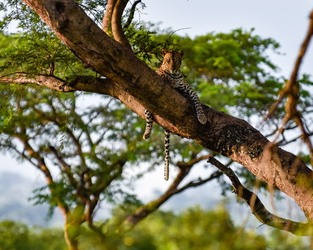 Gorillas & The Nile Savannah