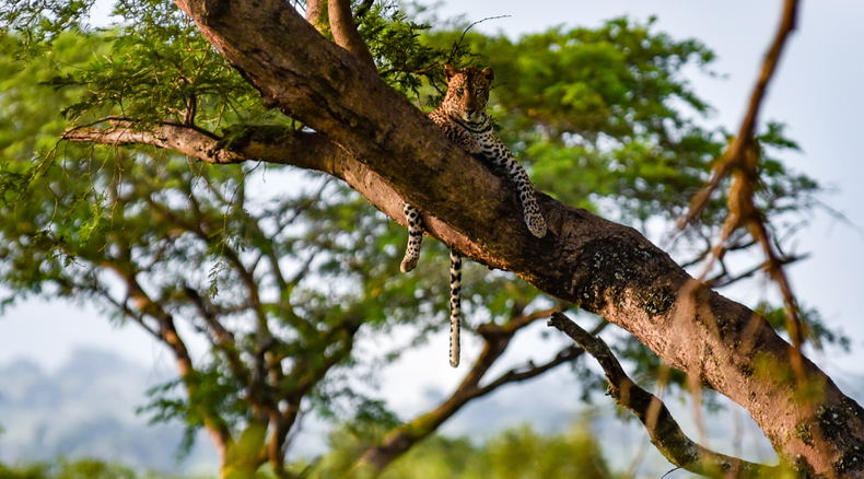 A leopard in Murchison Falls National Park, Uganda A leopard in Murchison Falls National Park, Uganda