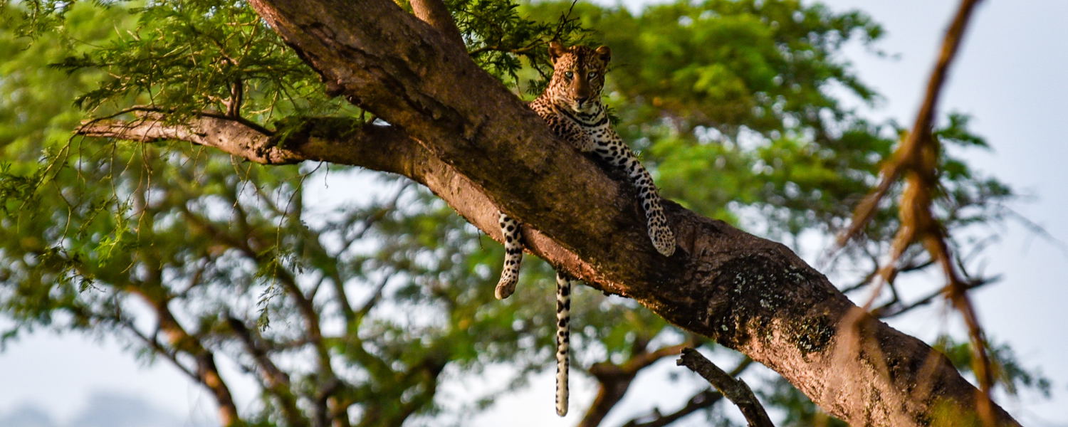 A leopard in Murchison Falls National Park, Uganda
