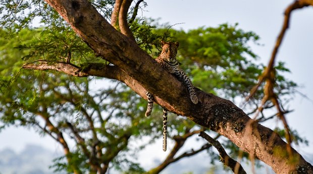 A leopard in Murchison Falls National Park, Uganda 