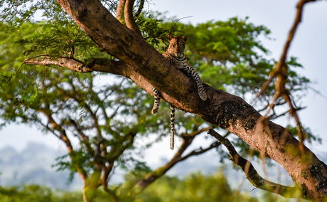 A leopard in Murchison Falls National Park, Uganda 