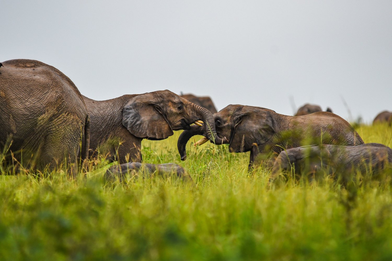 Elephants in Murchison Falls National Park, Uganda