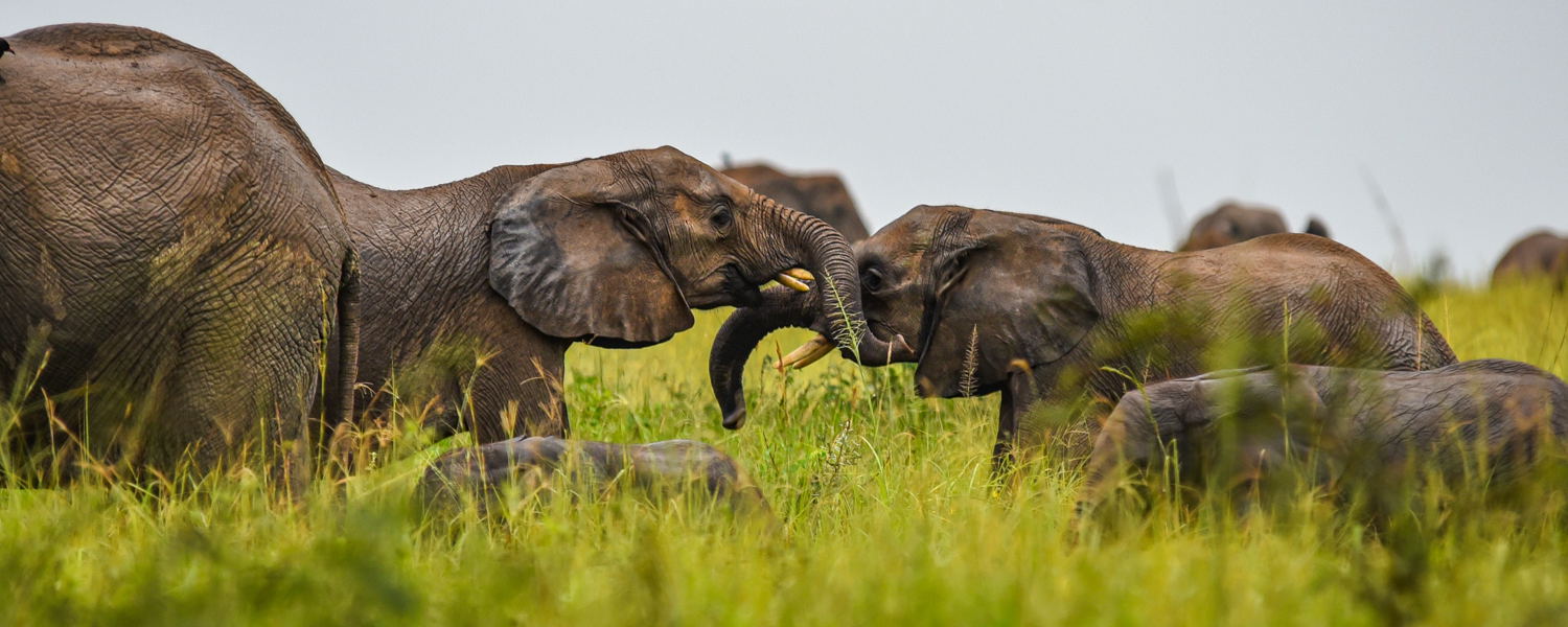 Elephants in Murchison Falls National Park, Uganda
